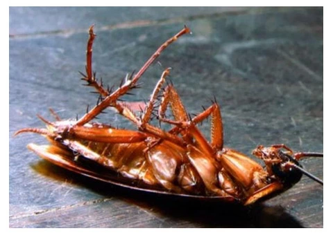 Morris Pest Control Sydney - 3/3