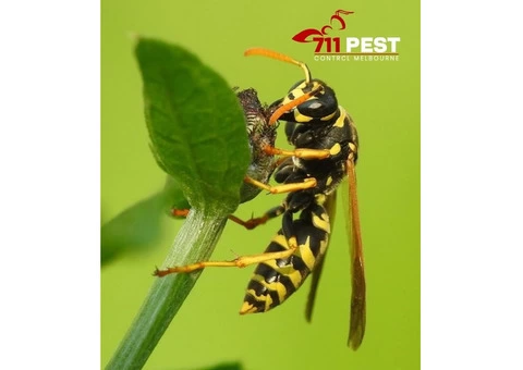 711 Wasp Nest Removal Melbourne - 2/3
