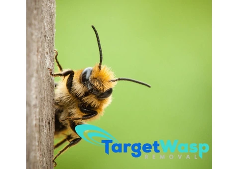 Target Wasp Removal Brisbane - 1/7