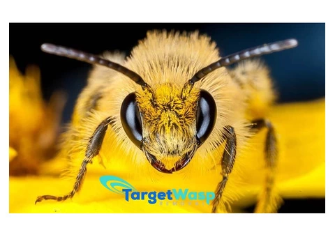 Target Wasp Removal Brisbane - 3/7