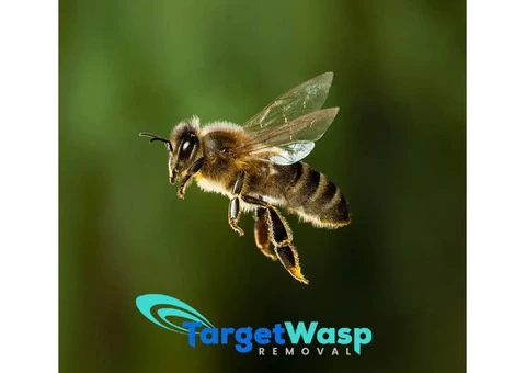 Target Wasp Removal Brisbane - 4/7