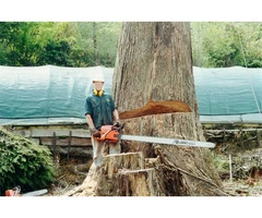 Affordable Tree Removal in Belgrave