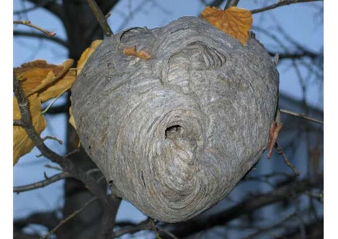 Target Wasp Removal Canberra - 2/6