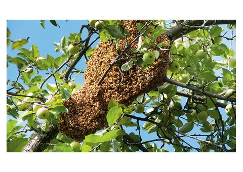 Target Wasp Removal Canberra - 3/6