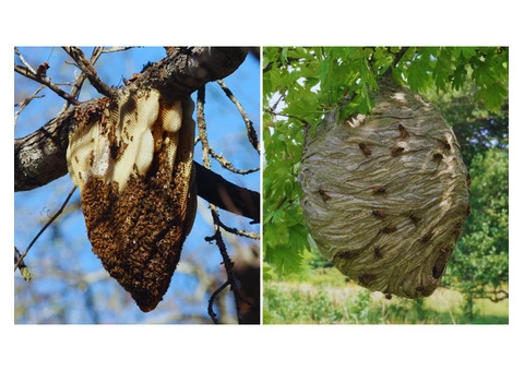 Target Wasp Removal Canberra - 4/6