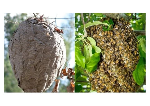 Target Wasp Removal Canberra - 6/6