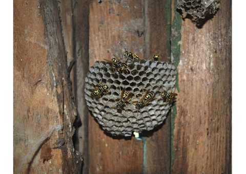 Target Wasp Removal Melbourne - 7/7