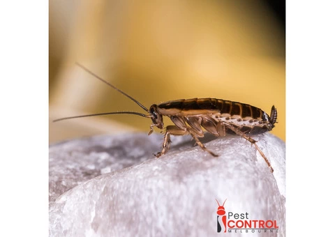 I Cockroach Control Melbourne - 1/4