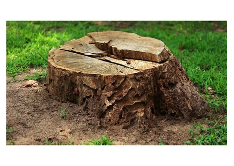 Are you looking for stump grinding services in Logan?