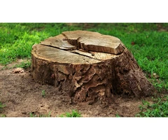 Are you looking for stump grinding services in Logan?