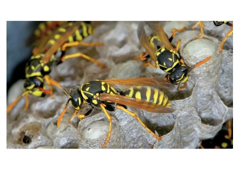 I Wasp Removal Melbourne