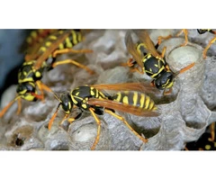 I Wasp Removal Melbourne