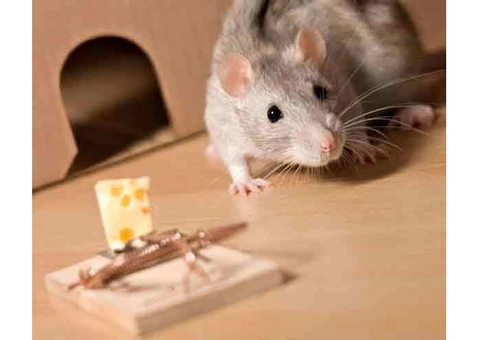 Professional Rodent Control Specialists in Frankston
