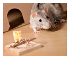 Professional Rodent Control Specialists in Frankston