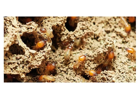 Termite Control Brisbane - 2/3