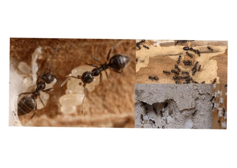 Termite Control Brisbane - 3/3