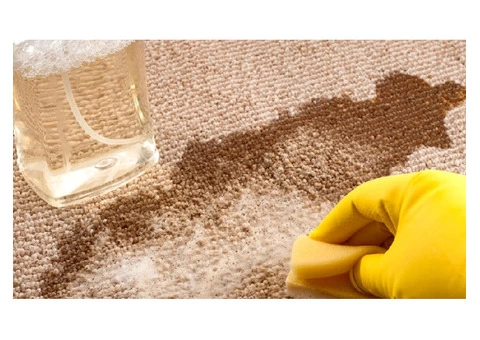 City Carpet Cleaning Woody Point - 7/7