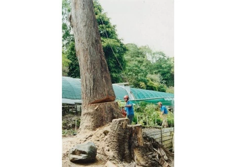 Professional Tree Removal in Melbourne