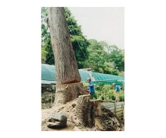 Professional Tree Removal in Melbourne