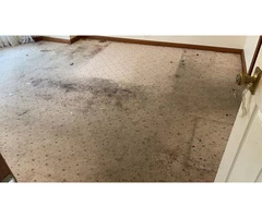 Carpet Steam Cleaning