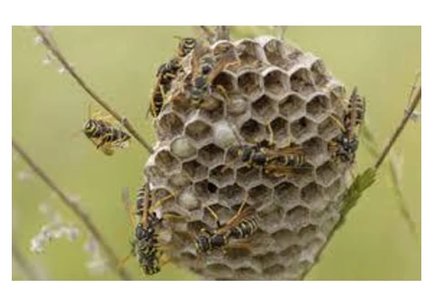 OZ Wasp Removal Perth