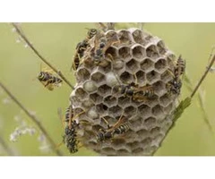 OZ Wasp Removal Perth