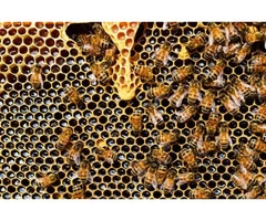 Bee Removal Brisbane