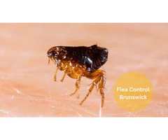 Flea Control Brunswick
