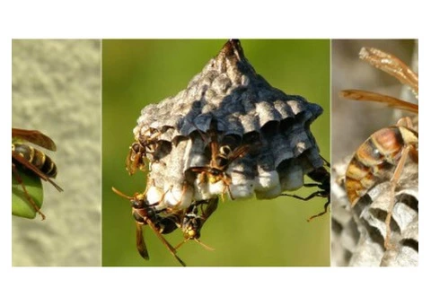 OZ Wasp Removal Melbourne