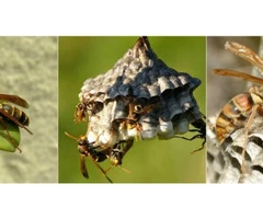 OZ Wasp Removal Melbourne