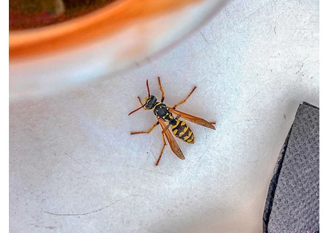 OZ Wasp Removal Brisbane - 1/4