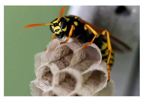 OZ Wasp Removal Brisbane - 2/4