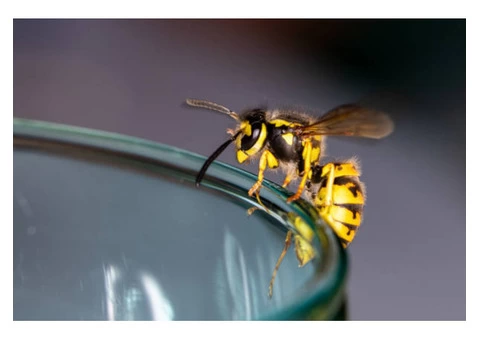OZ Wasp Removal Brisbane - 3/4