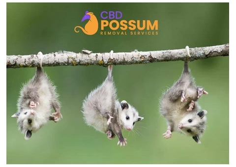 CBD Possum Removal - 1/8