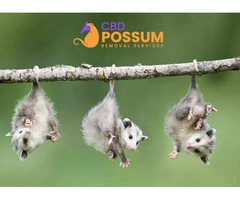 CBD Possum Removal