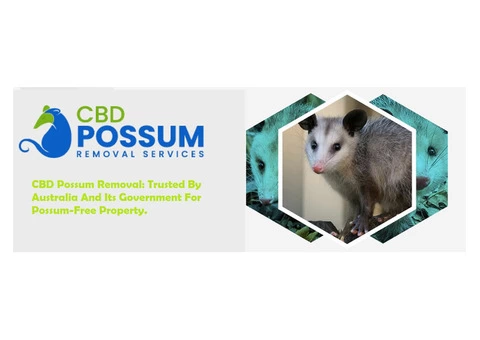 CBD Possum Removal - 4/8