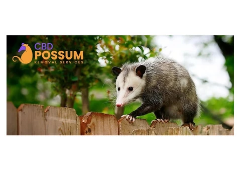 CBD Possum Removal - 5/8