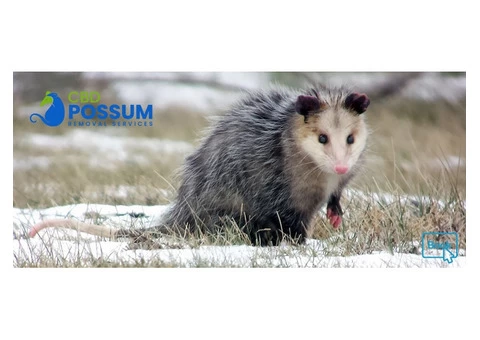 CBD Possum Removal - 7/8