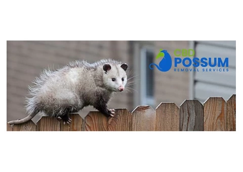 CBD Possum Removal - 8/8