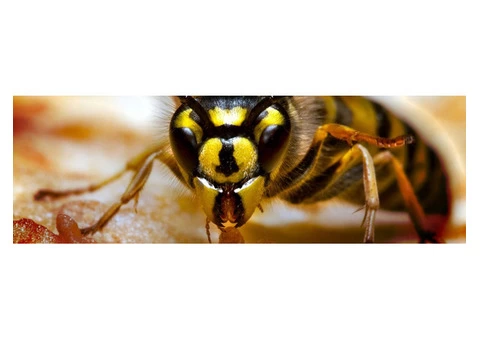 OZ Wasp Removal Adelaide