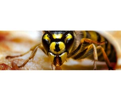 OZ Wasp Removal Adelaide
