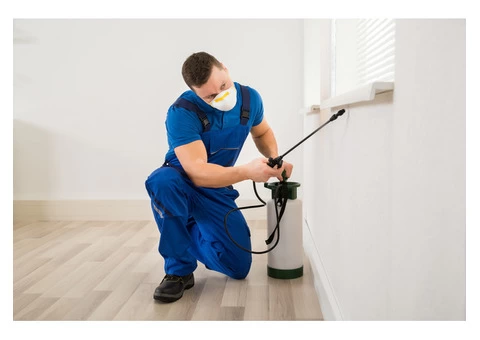 OZ Wasp Removal Canberra