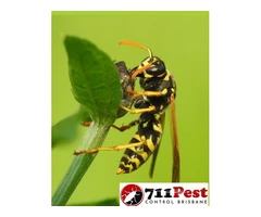 711 Bee Removal Brisbane