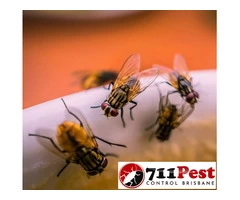 711 Flies Control Brisbane