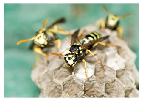 OZ Wasp Removal Hobart - 1/3