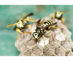 OZ Wasp Removal Hobart