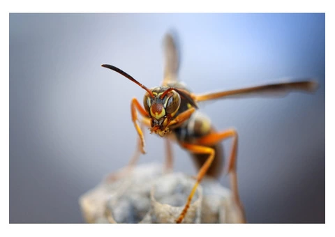 OZ Wasp Removal Hobart - 2/3