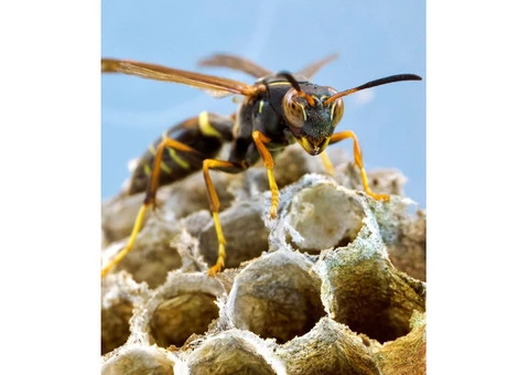 OZ Wasp Removal Hobart - 3/3