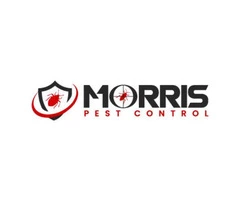 Morris Wasp Removal Adelaide