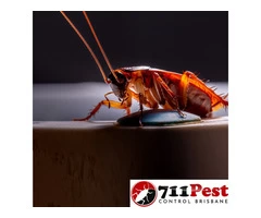 711 Cockroach Control Brisbane